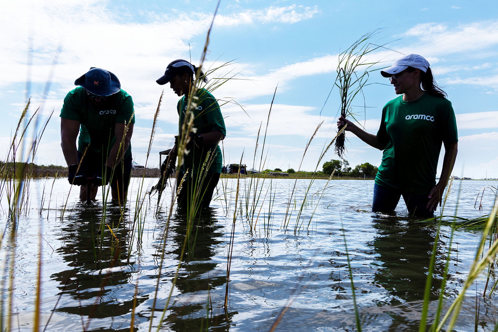 Aramco Employees plant marsh grass as part of the Marsh Mania event.