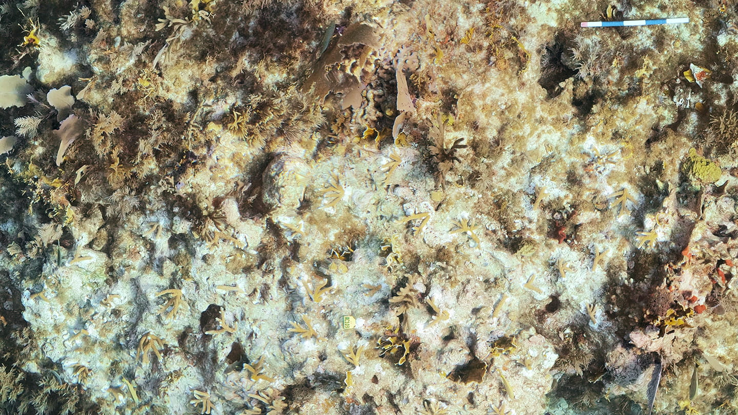 NFWF Announces $1.1 Million in Grants from Coral Reef Conservation Fund.