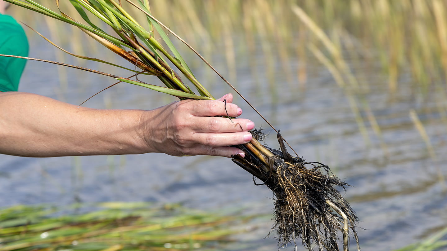 Aramco Volunteers Plant Marsh Grass in Galveston Bay Ahead of National Estuaries Week
