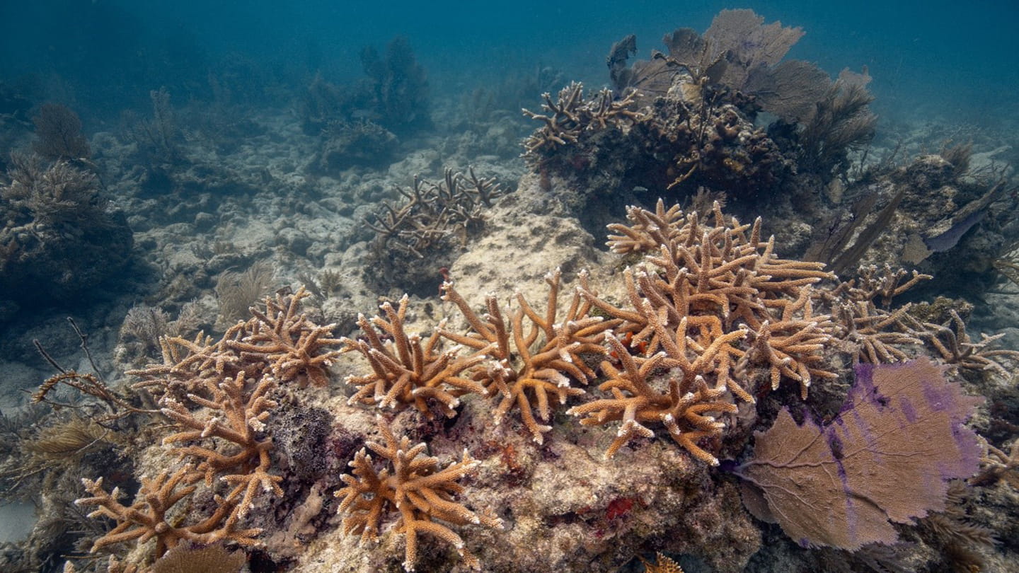 Mature colonies of outplanted staghorn coral (Acropora cervicornis); Photo Credit: Alex Neufeld