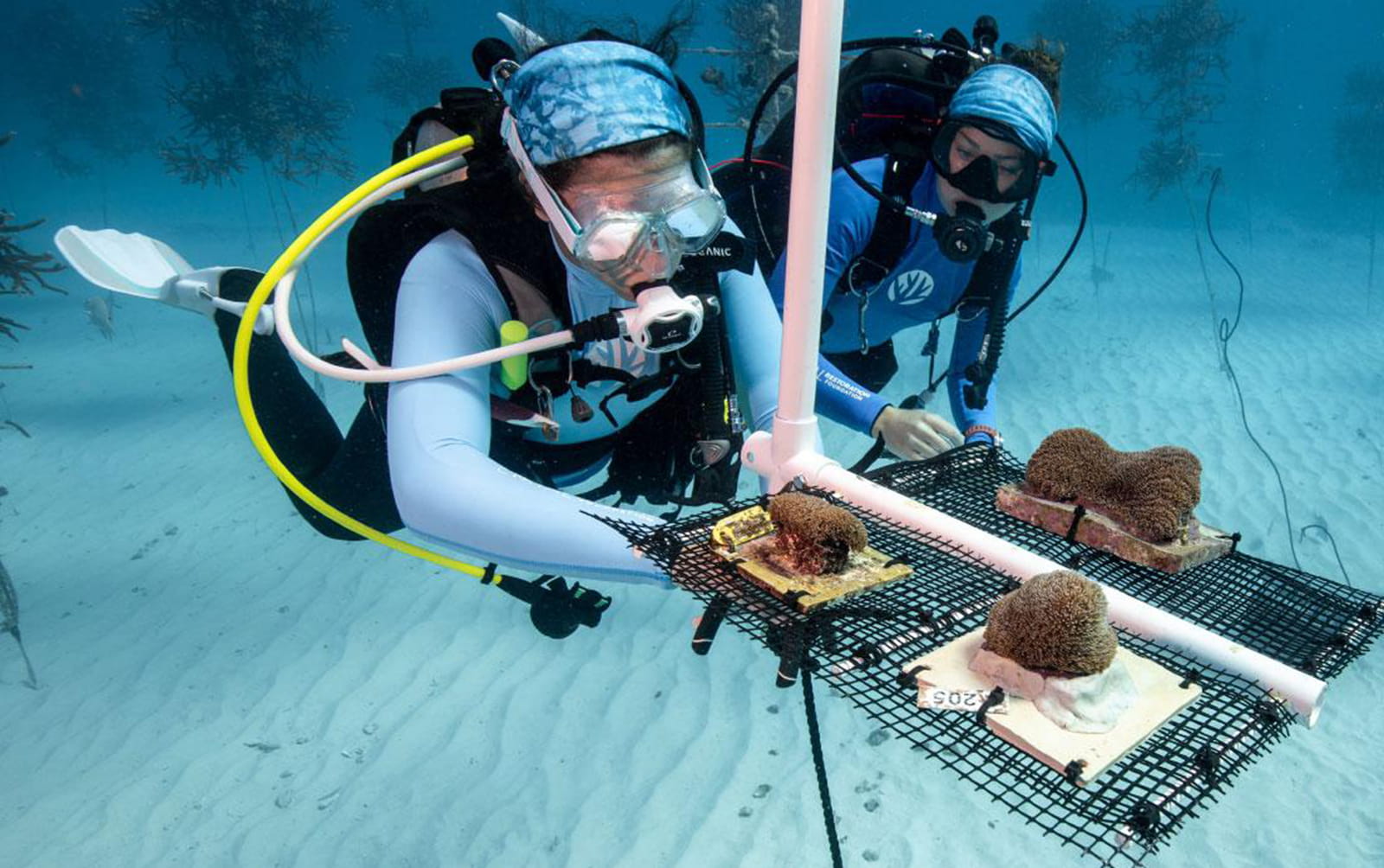 Coral Restoration Foundation divers installing fragments in a nursery; Photo Credit: Alex Neufeld