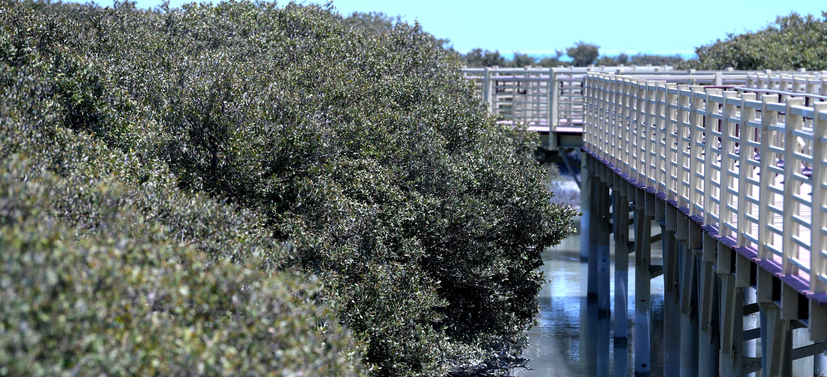 Mangrove forest near walkway over water – Saudi Arabia