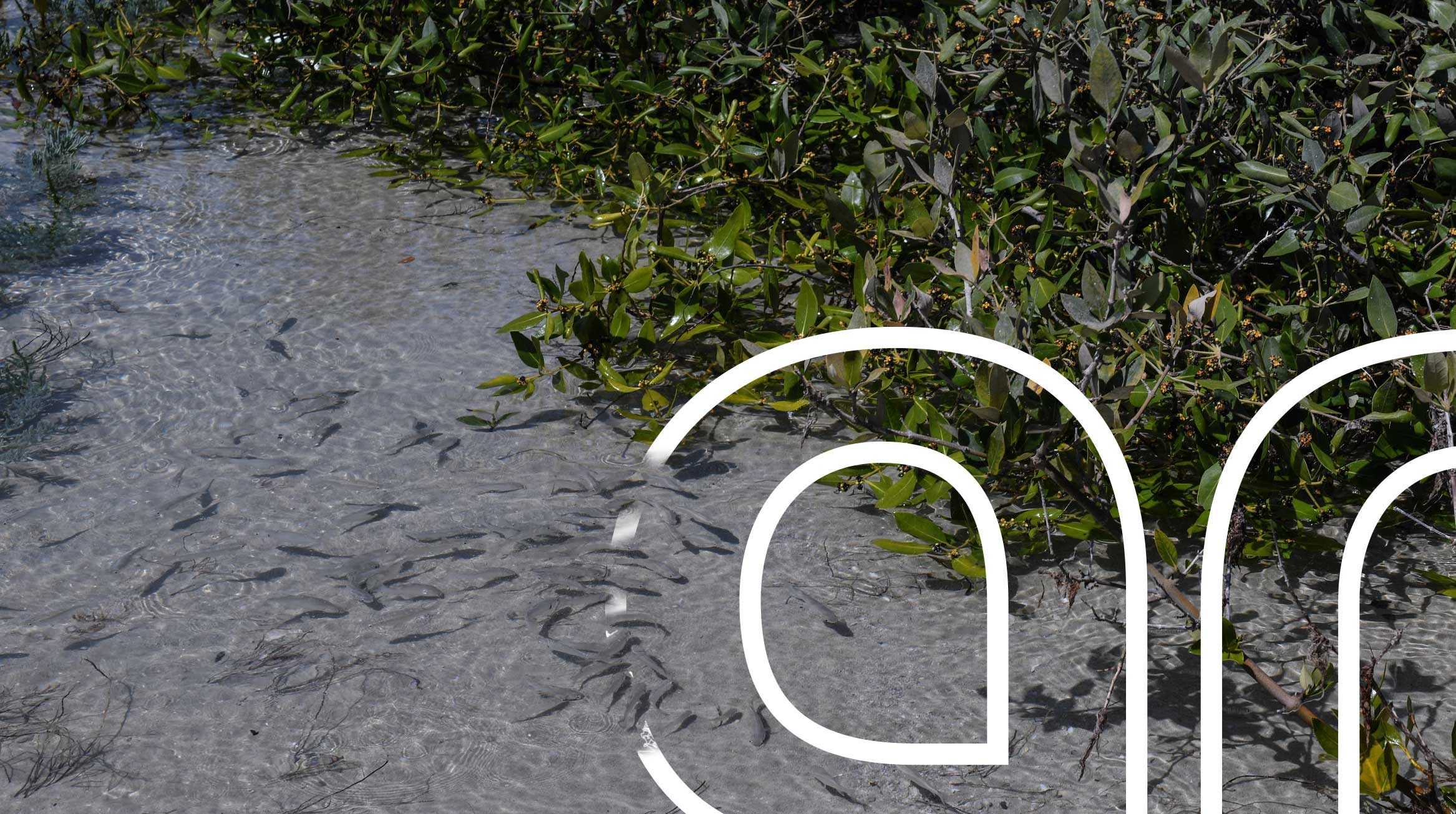 Fishes in shallow water – mangrove forest – Saudi Arabia