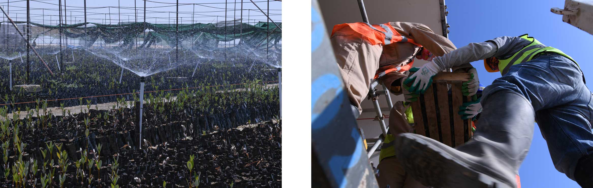 left: Mangrove seedlings being nurtured. right: Two workers transporting box of seedlings