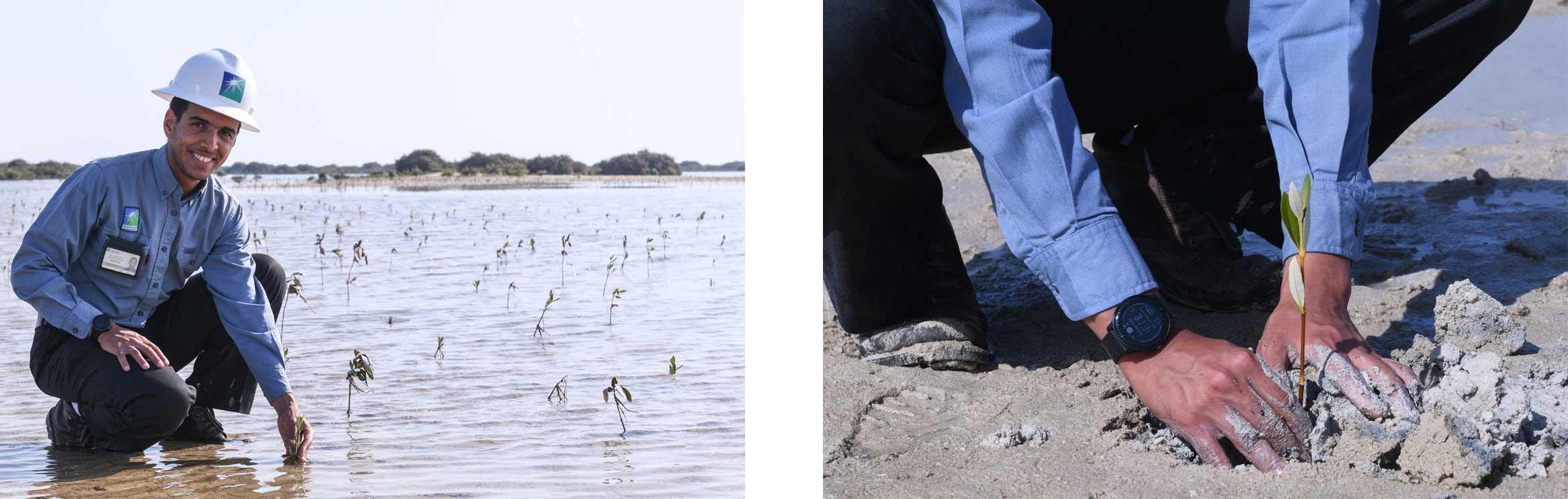 left: Hands planting a mangrove sapling in sand. right: Employee bending down to plant saplings in their new home