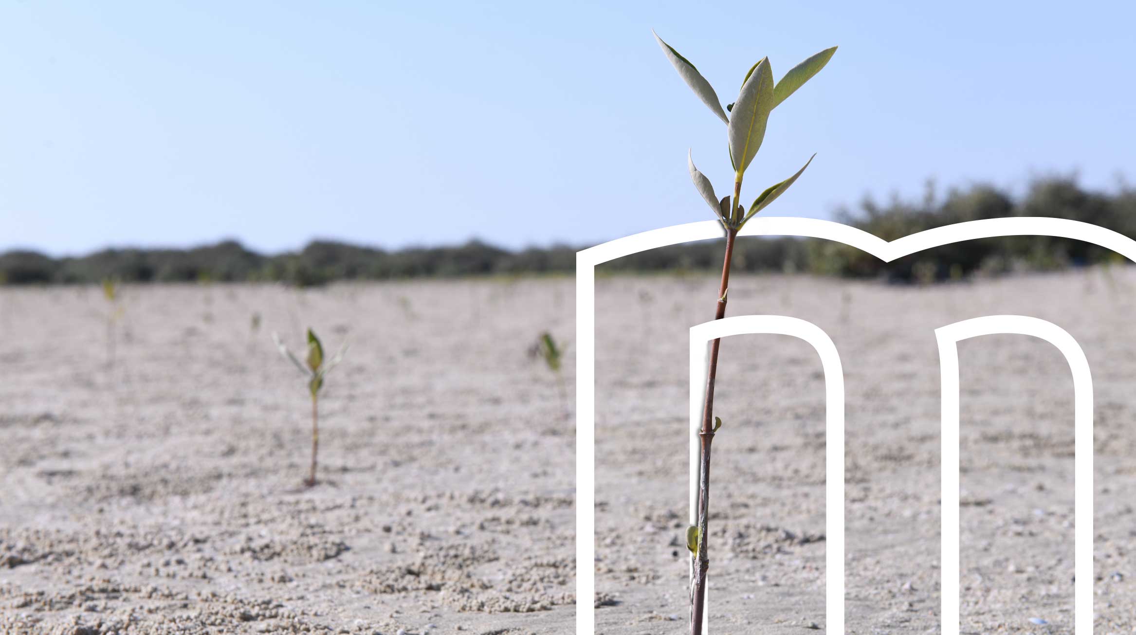 mangrove samplings growing in their new home – Saudi Arabia
